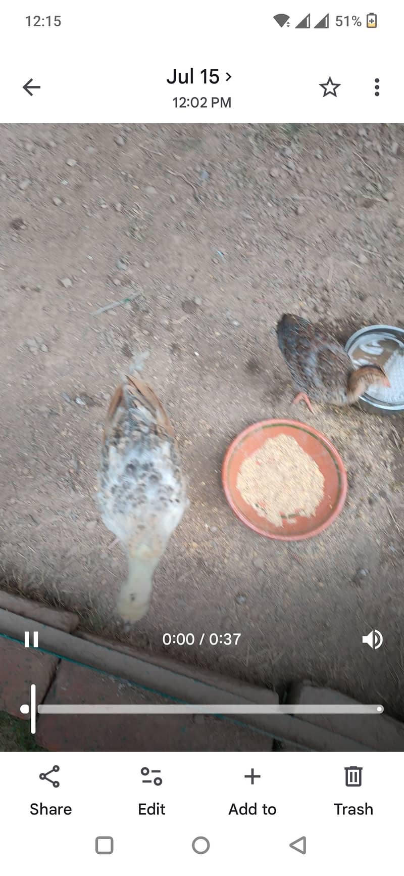 Peacock Chicks 2