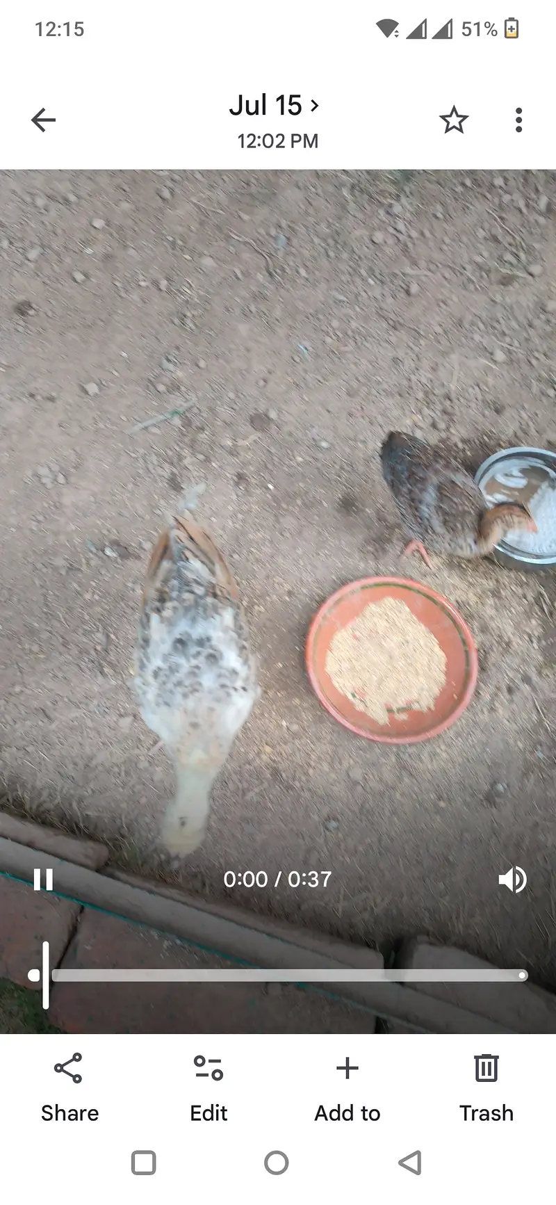 Peacock Chicks — photo 3