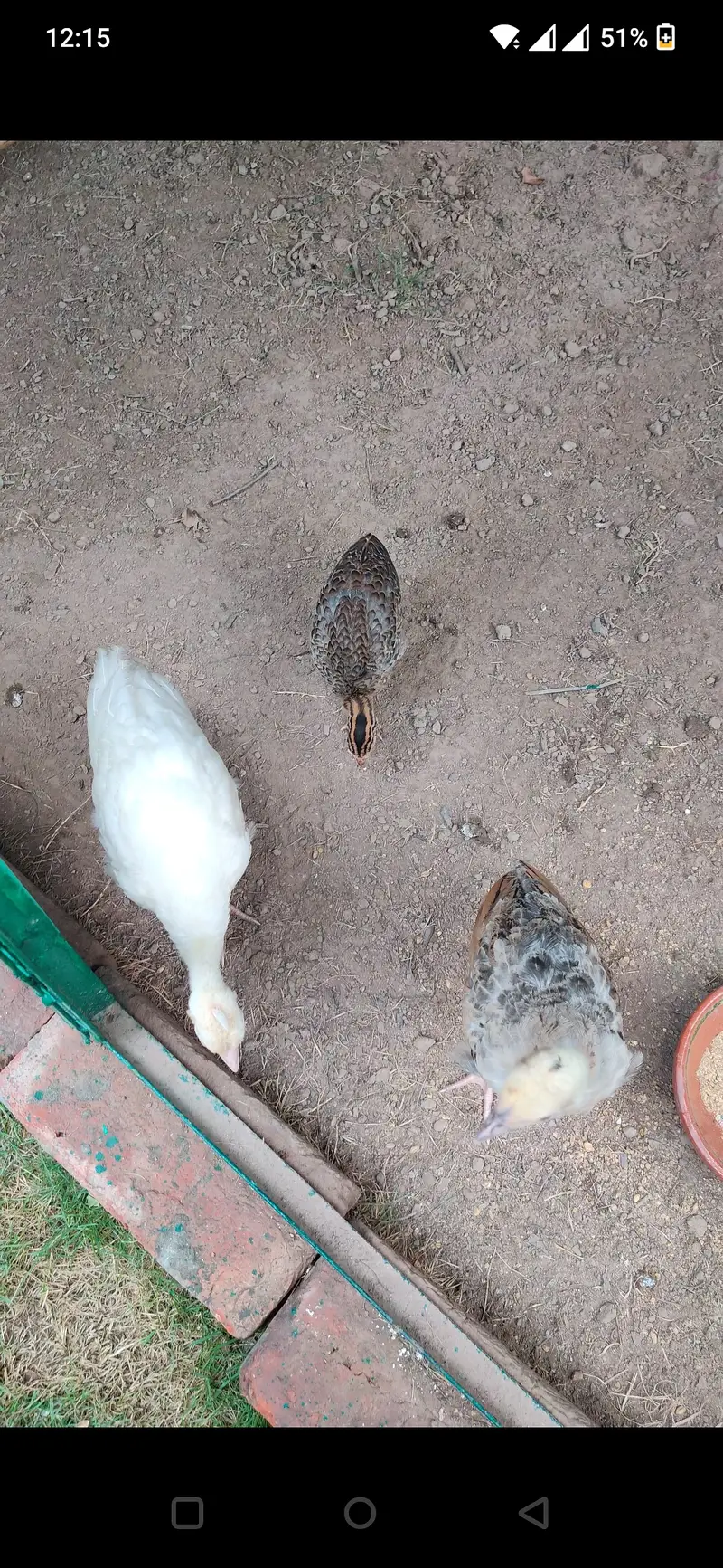 Peacock Chicks — photo 4