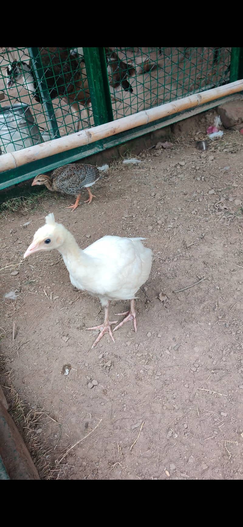 Peacock Chicks 4