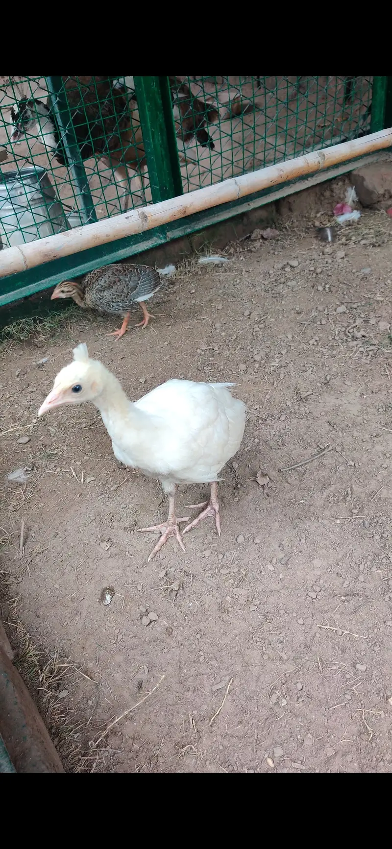 Peacock Chicks — photo 5