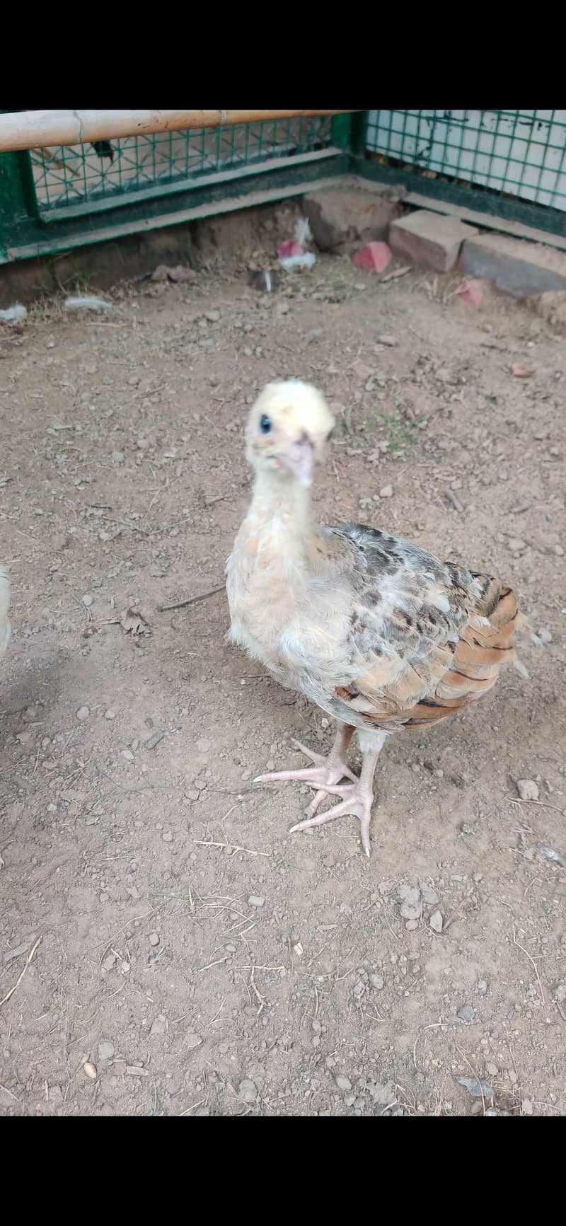 Peacock Chicks 5