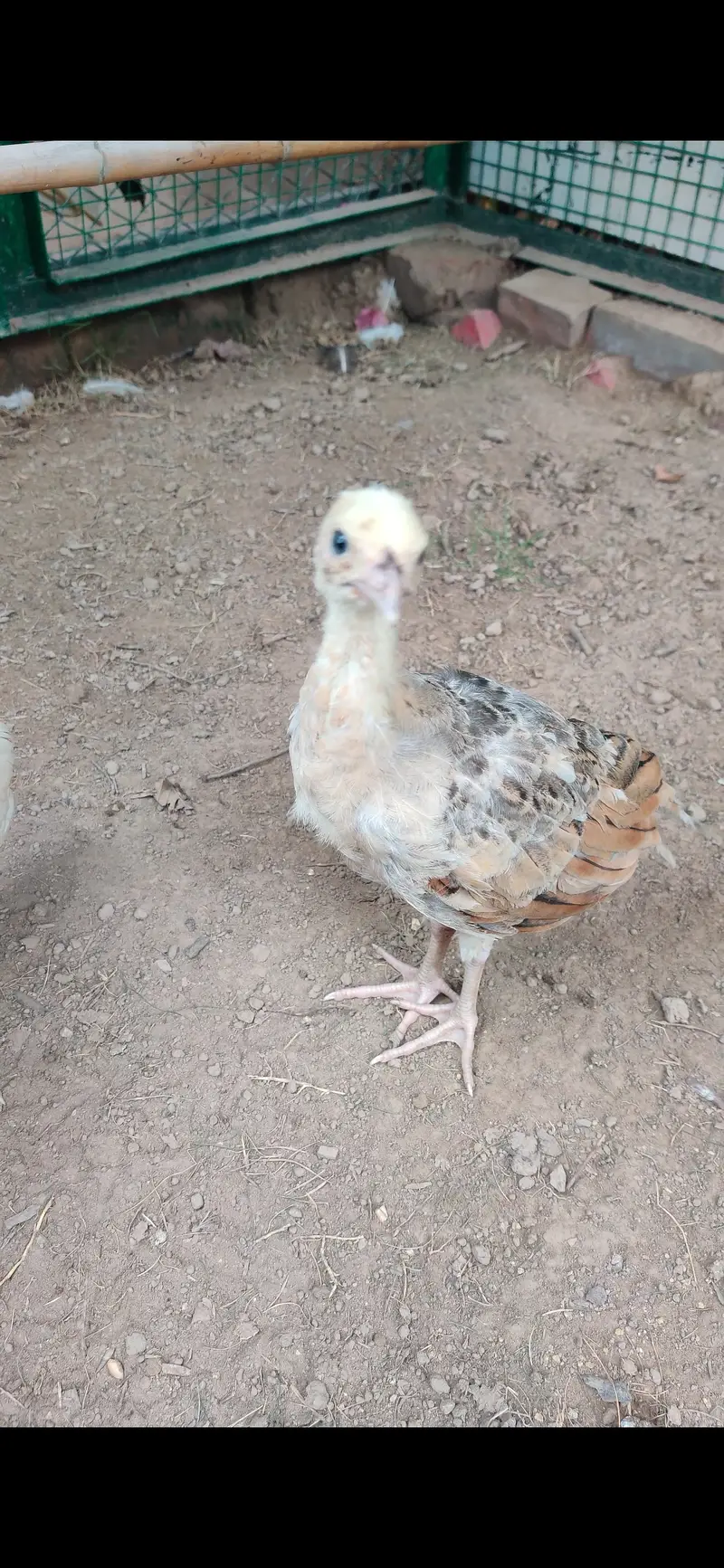 Peacock Chicks — photo 6