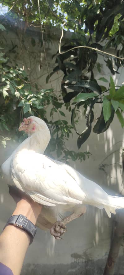 Aseel Heera 1 male 2 females for sale urgent