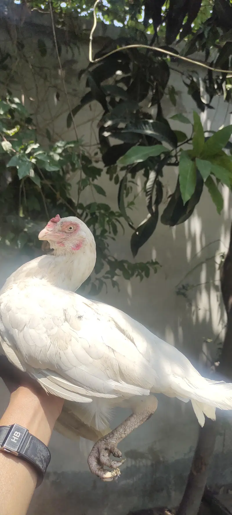 Aseel Heera 1 male 2 females for sale urgent — photo 2