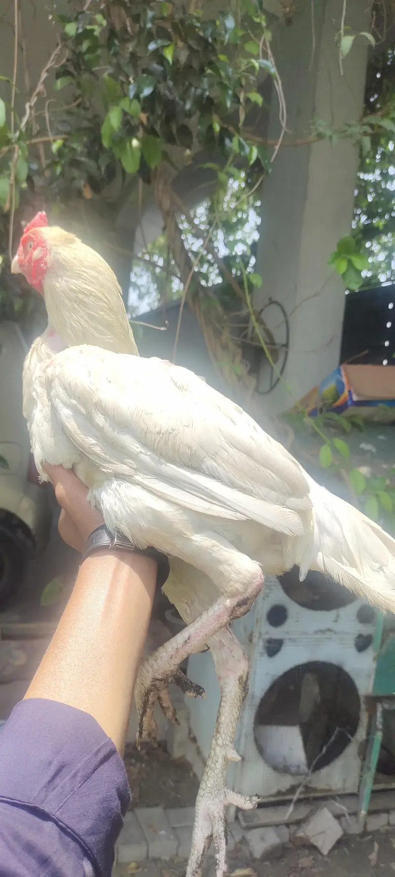 Aseel Heera 1 male 2 females for sale urgent — photo 3