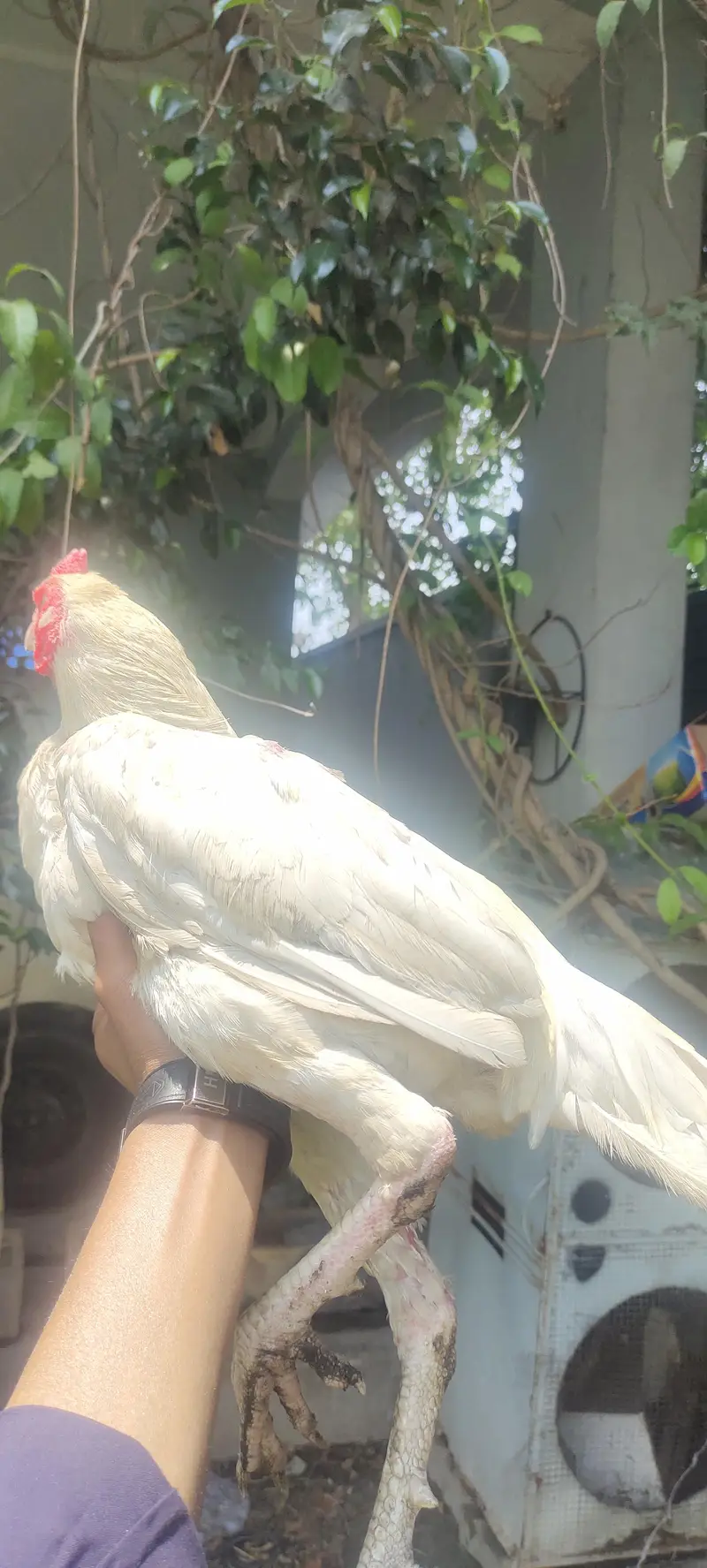 Aseel Heera 1 male 2 females for sale urgent — photo 4