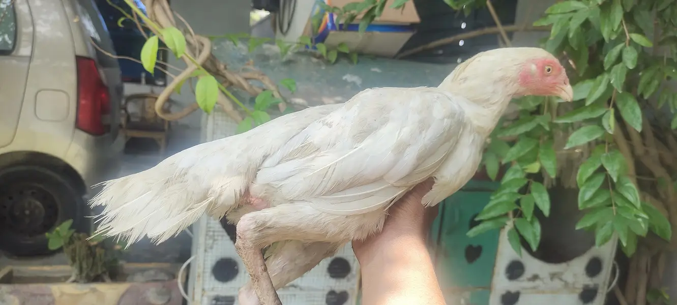 Aseel Heera 1 male 2 females for sale urgent — photo 5