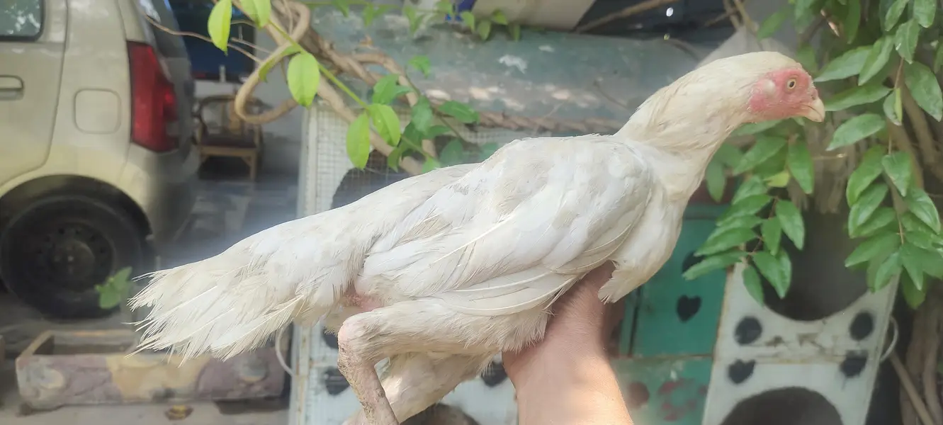 Aseel Heera 1 male 2 females for sale urgent — photo 6