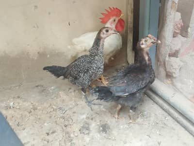 Aseel chicks 03110828968