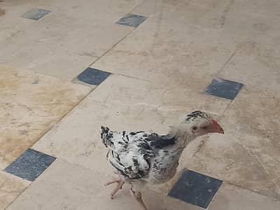 Aseel chicks 03110828968