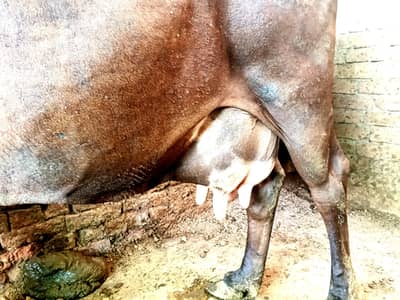 just cross cow 3 Rd wara delivery Kara ga Last Milk record 16 Ltr boot