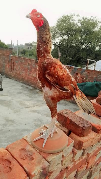 haldy bird good luking