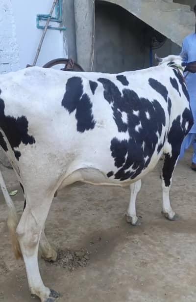 chulistani cow