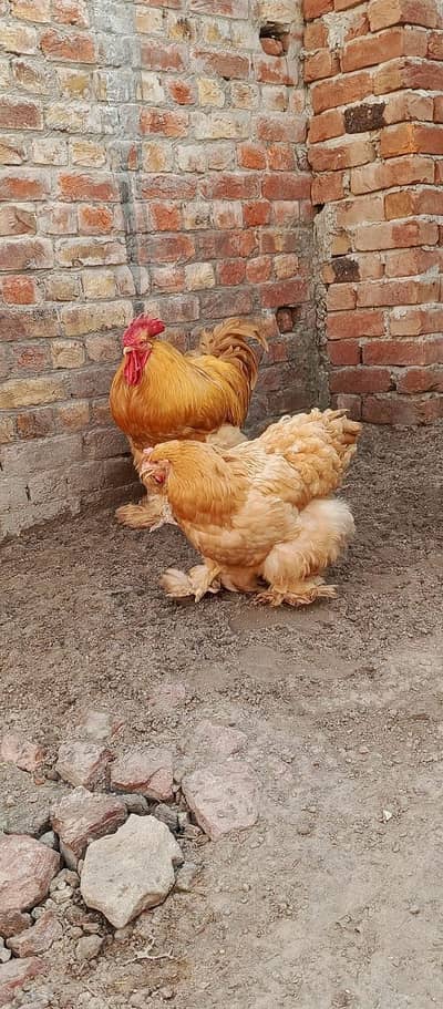 hens male female