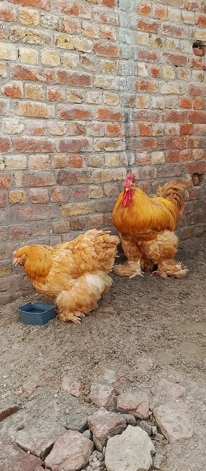 hens male female — photo 2