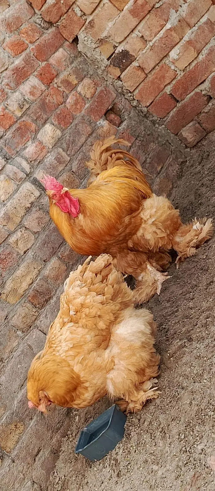 hens male female — photo 3