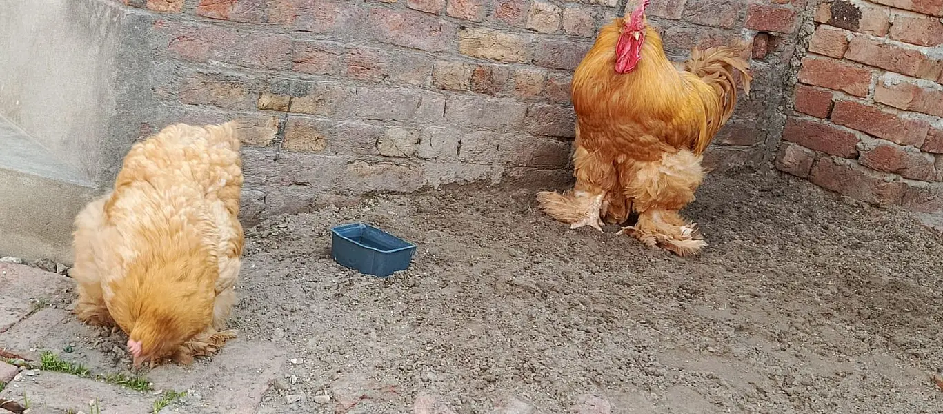 hens male female — photo 4