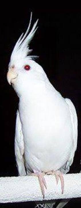 red eye eno female