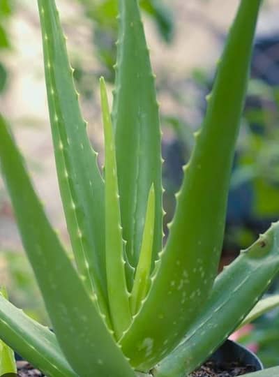 Alovera Plant available