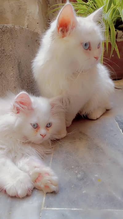 White persian cat pair available