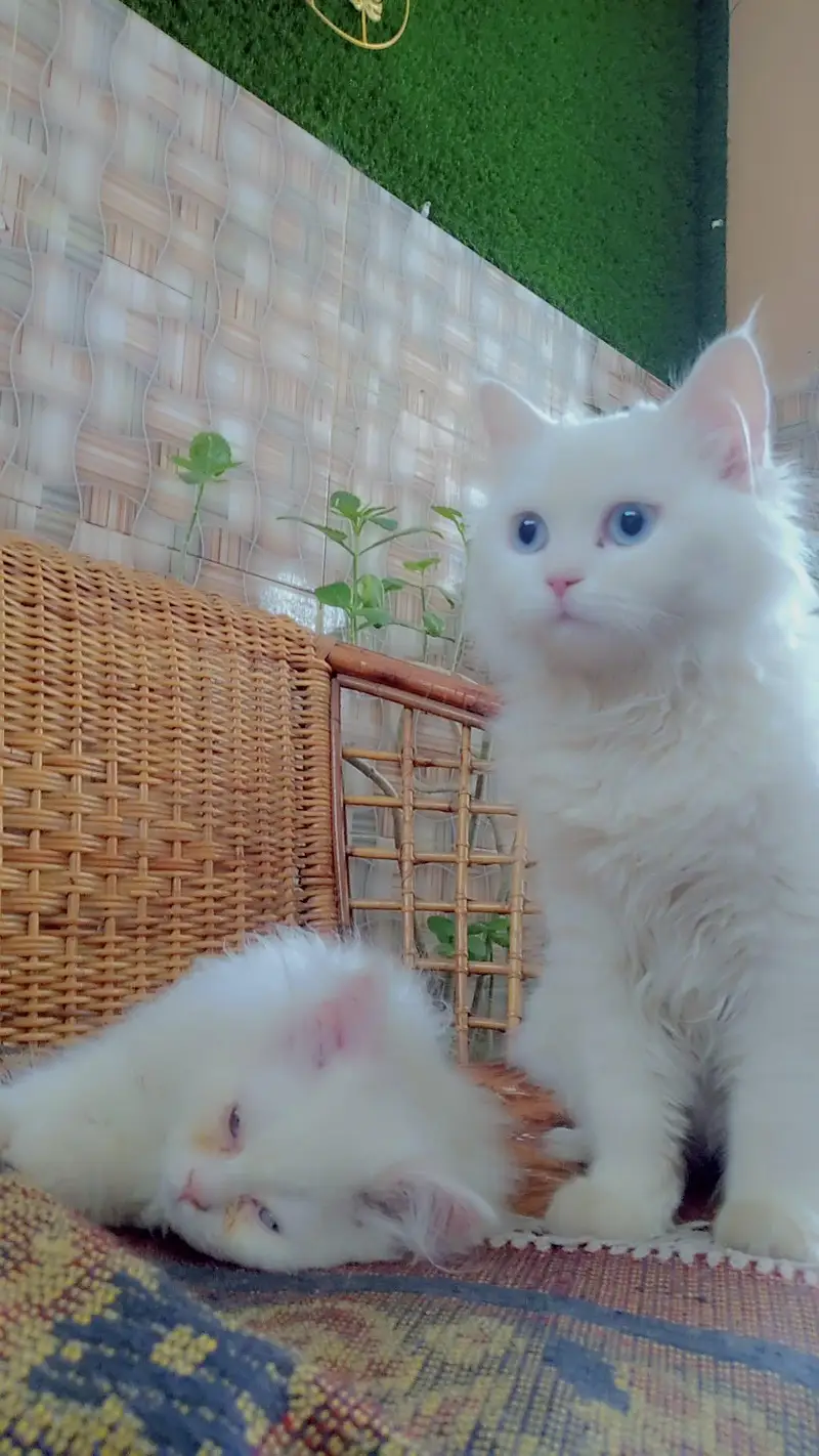 White persian cat pair available — photo 2