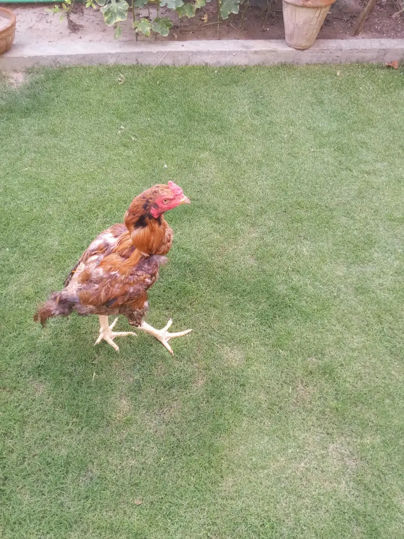 شاندار اصیل مرغ — photo 2