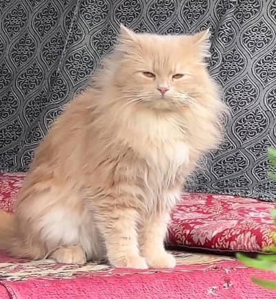 Brown Persian Cat For Sale