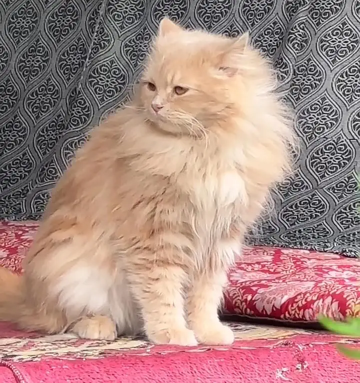 Brown Persian Cat For Sale — photo 2