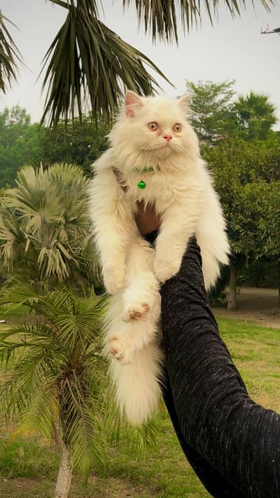cash on delivery Persian kitten cats