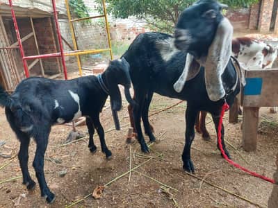 desi goat with female 4 month kid