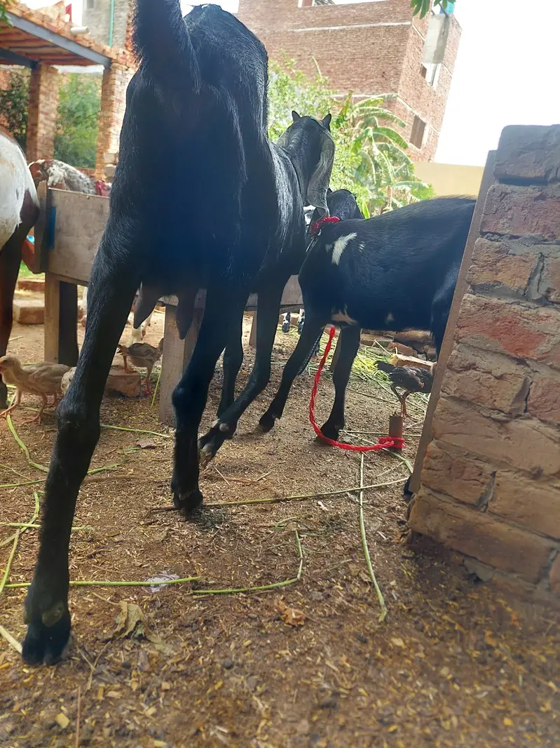desi goat with female 4 month kid — photo 2