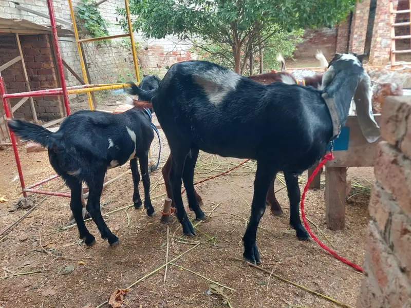 desi goat with female 4 month kid — photo 3