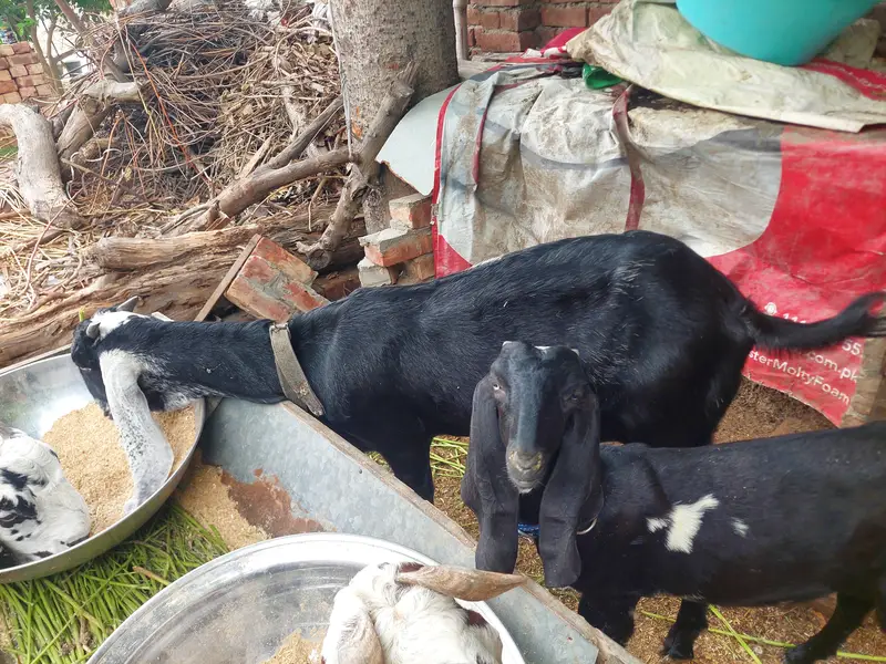 desi goat with female 4 month kid — photo 5