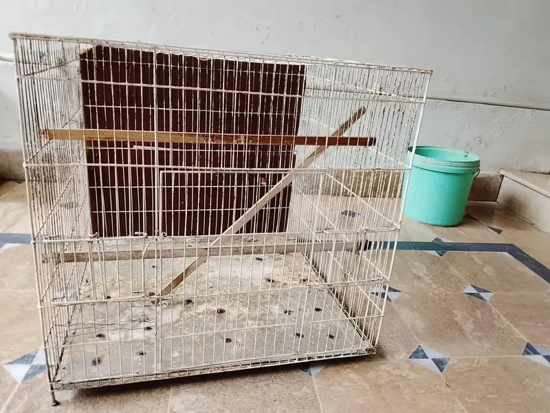 cage for parrots and birds mazboot bana hua hai location gujrat