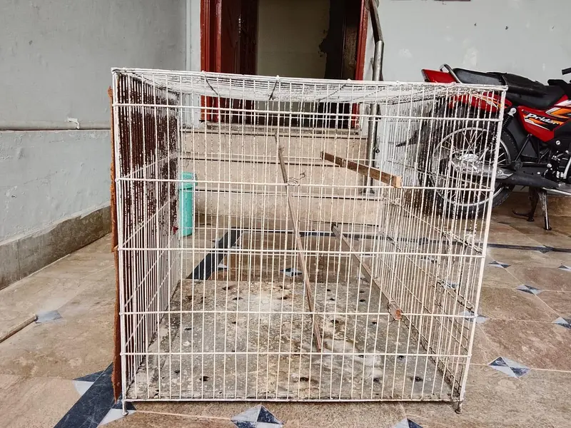 cage for parrots and birds mazboot bana hua hai location gujrat — photo 2
