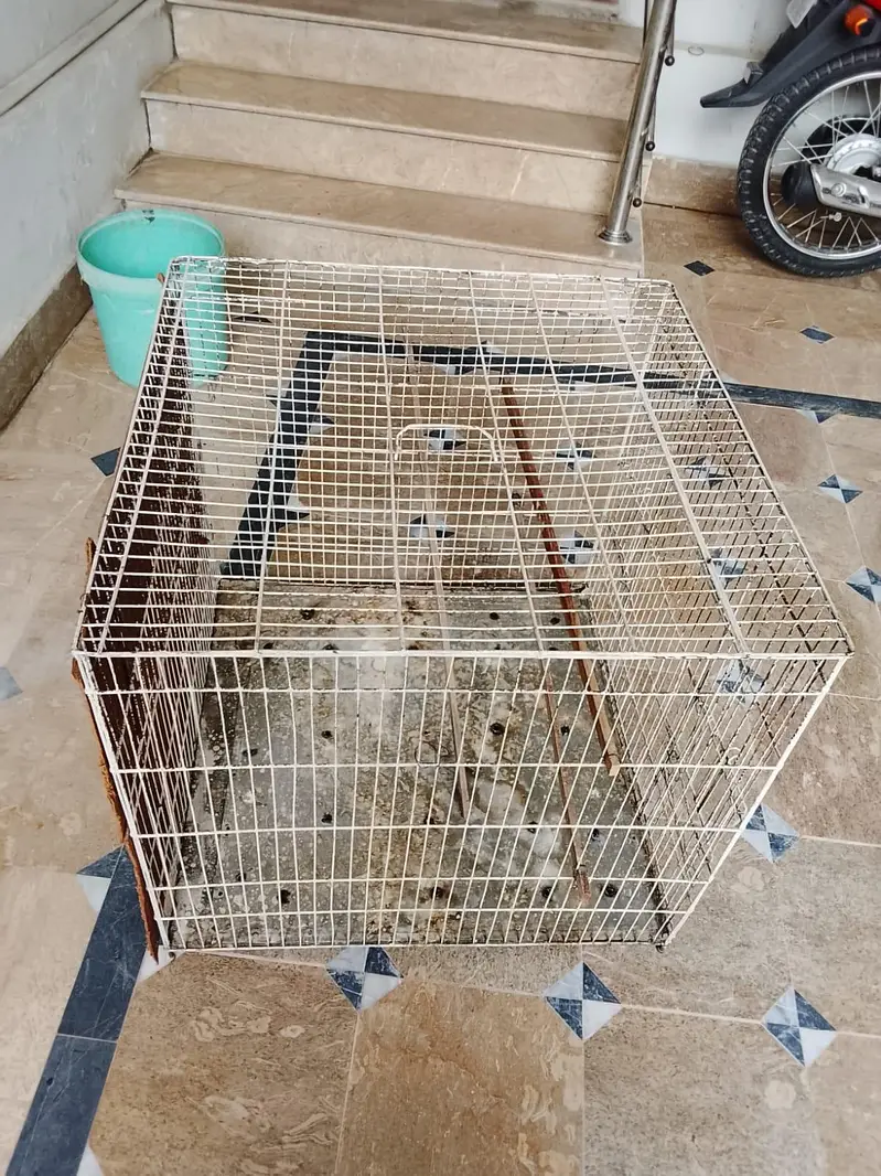 cage for parrots and birds mazboot bana hua hai location gujrat — photo 3