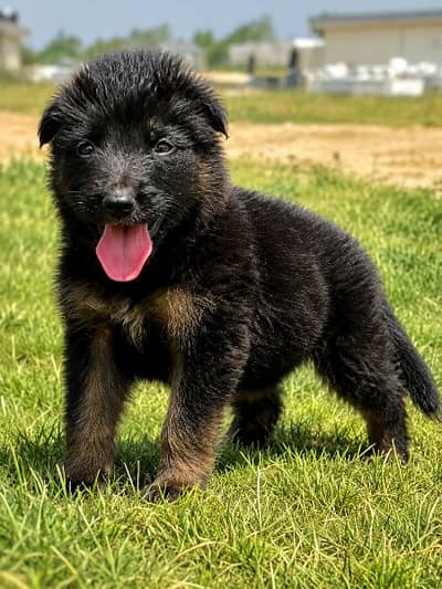 German shepherd long cout mail 2 mahnt for sale active and healthy