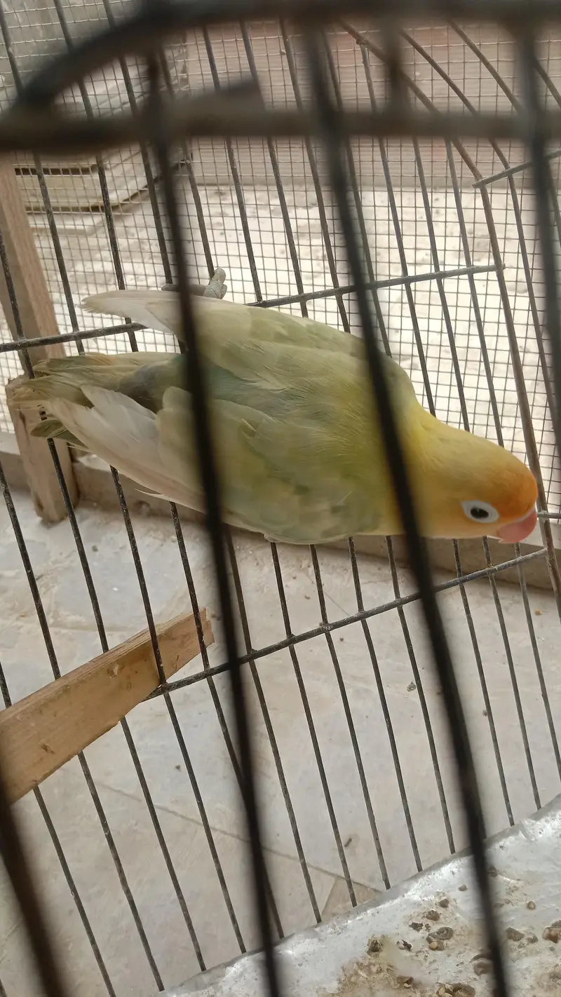 lovebirds — photo 2