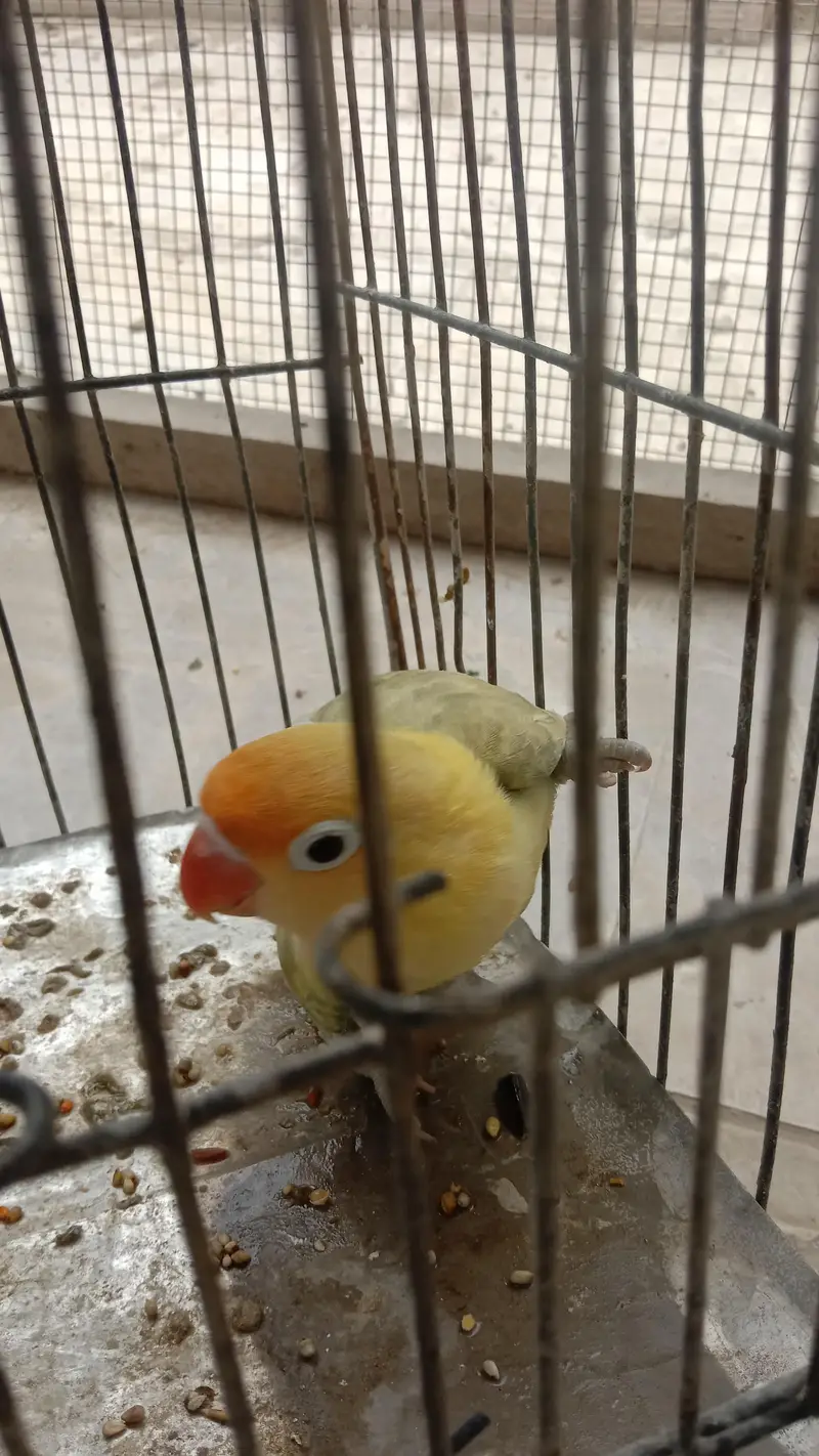 lovebirds — photo 3
