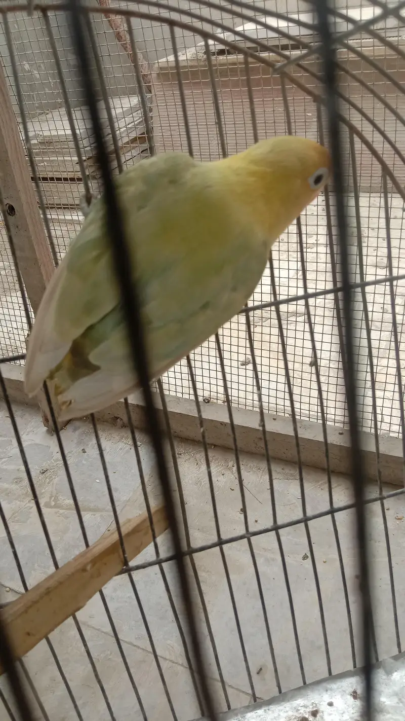 lovebirds — photo 4