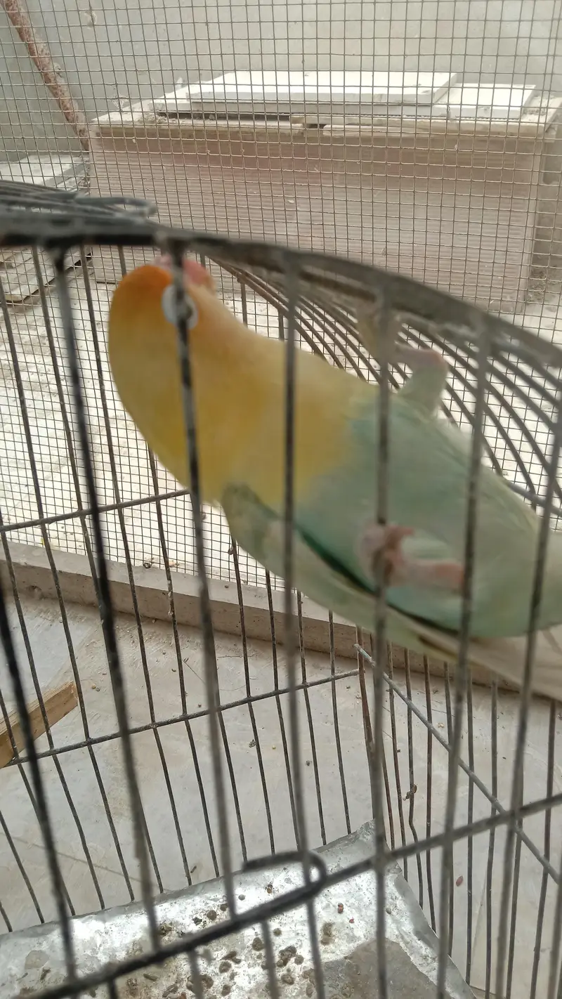 lovebirds — photo 5