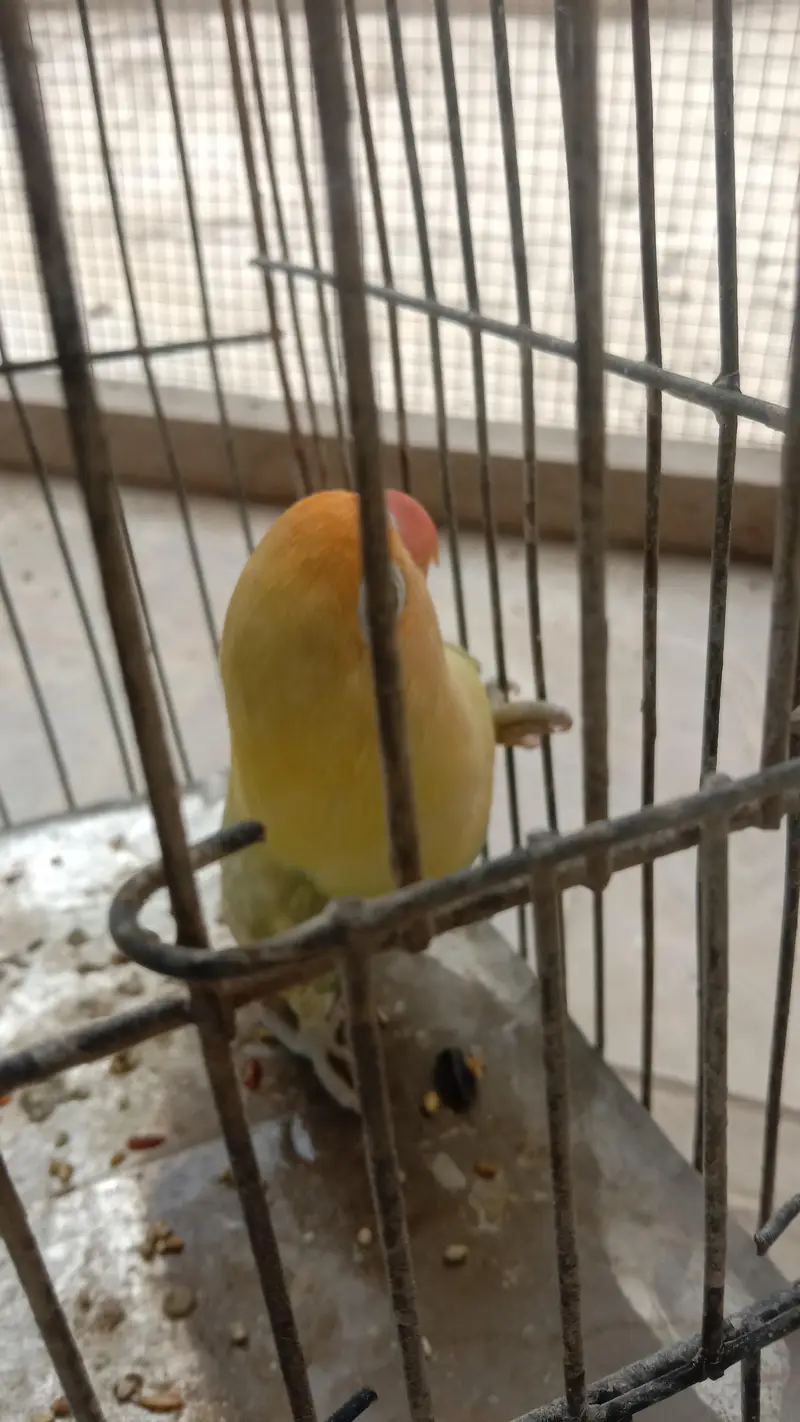 lovebirds — photo 6