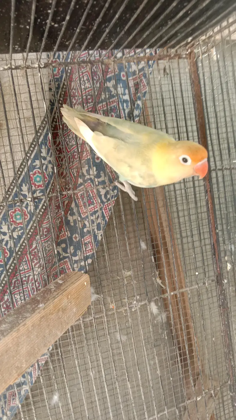 lovebirds — photo 7