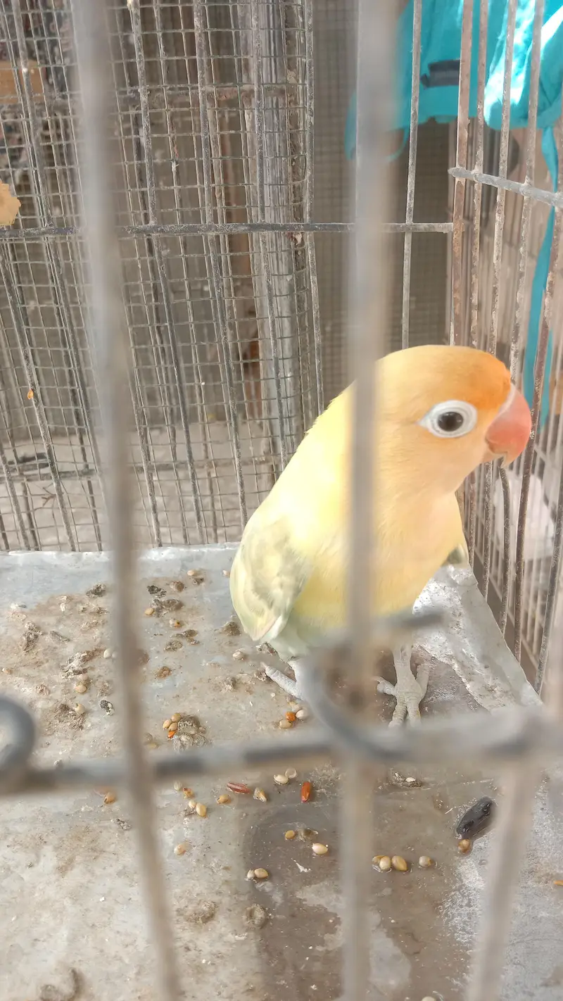 lovebirds — photo 8