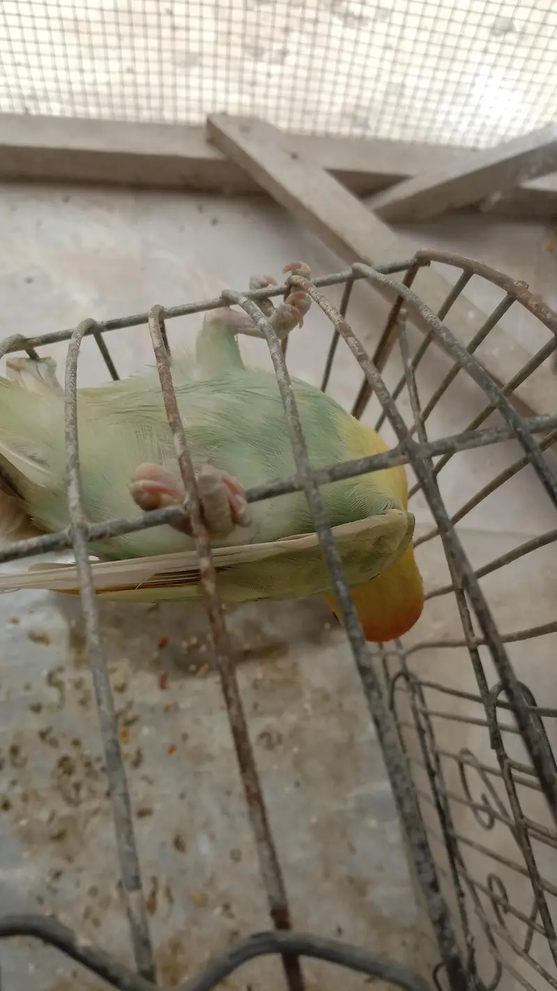lovebirds — photo 9