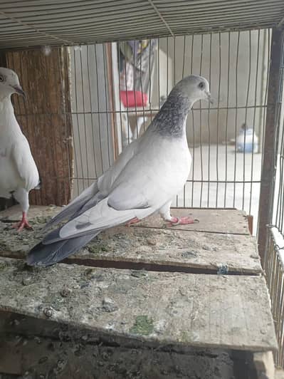 goldan . kaldume . Patti wale mix kobtar