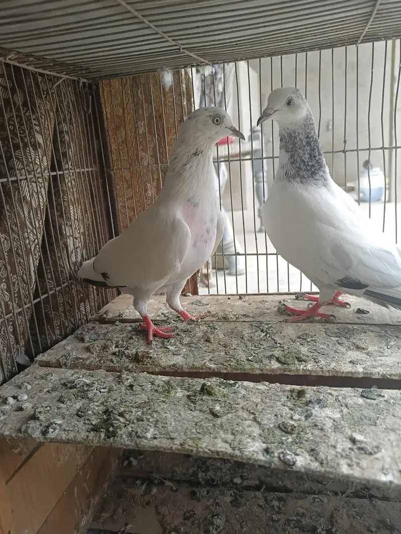 goldan . kaldume . Patti wale mix kobtar — photo 2