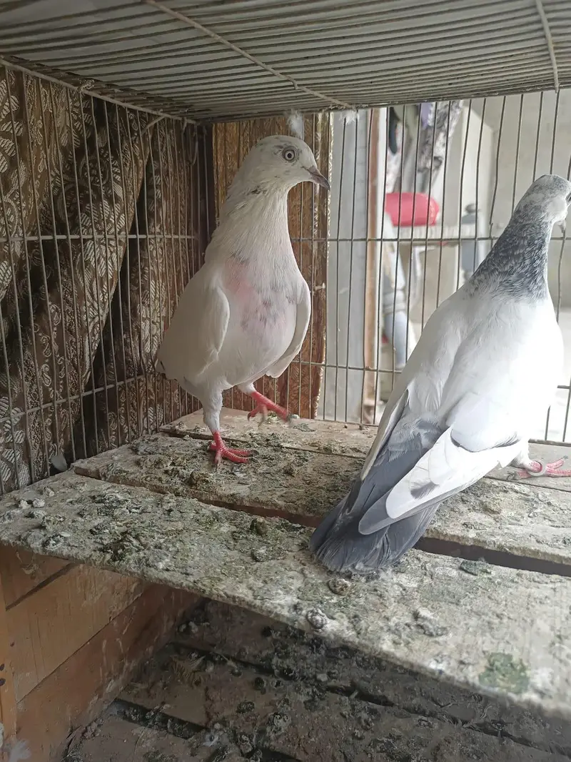 goldan . kaldume . Patti wale mix kobtar — photo 3