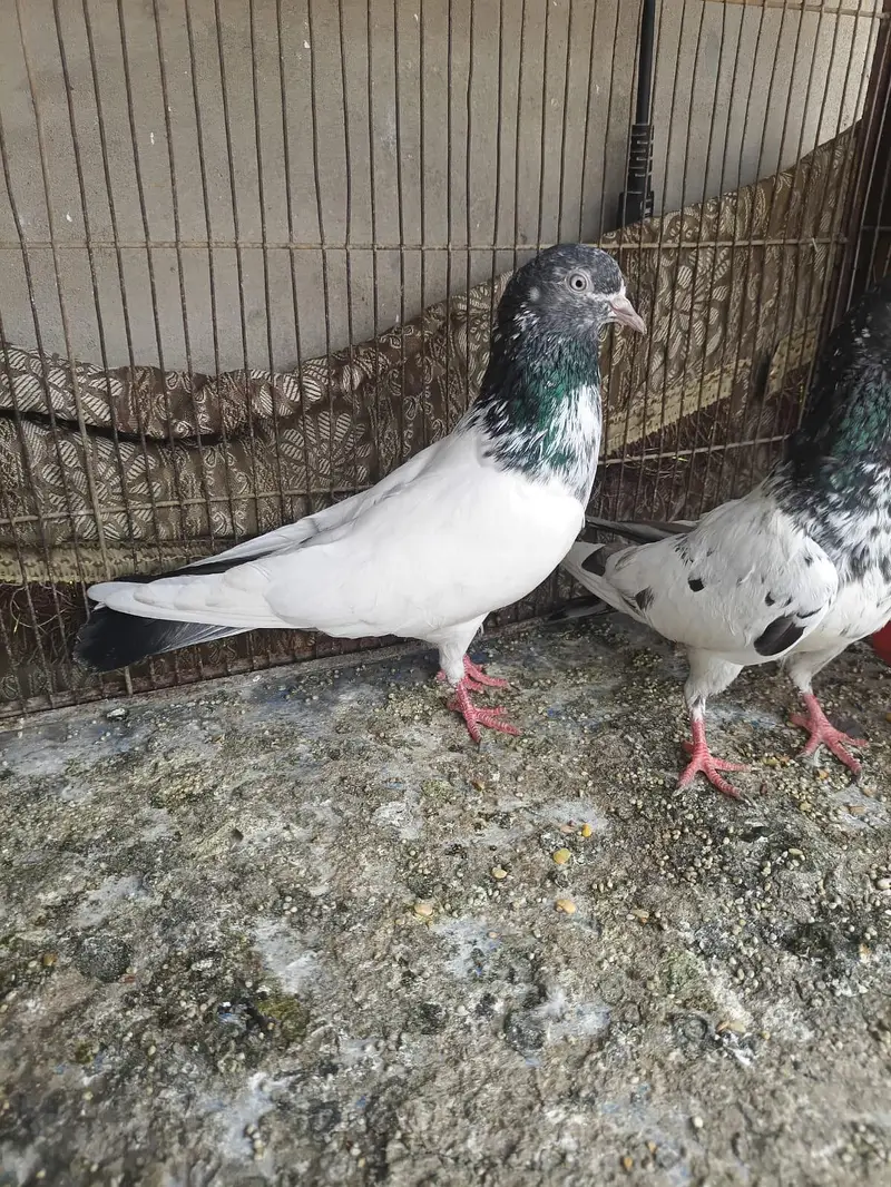 goldan . kaldume . Patti wale mix kobtar — photo 4